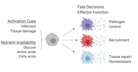 UCSF poster immune cropped